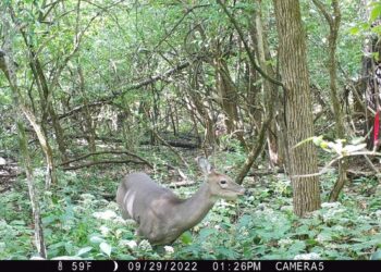 A white-tailed deer browses Amur honeysuckle, an invasive shrub within the height deer can reach.