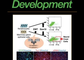Stem Cells and Development