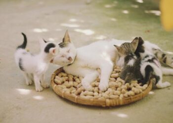 Detection of microplastics in the feline placenta and fetus