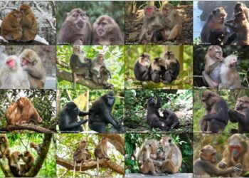 Macaque species