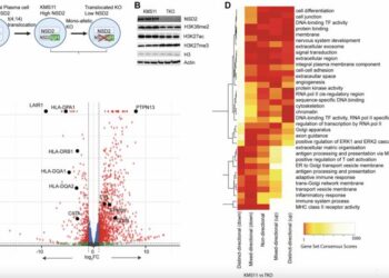 NSD2-epigenomic reprogramming and maintenance of plasma cell phenotype in t(4;14) myeloma