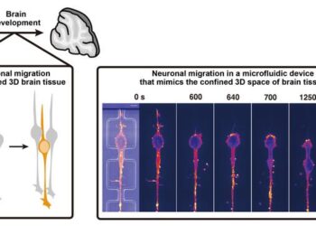 Observing how neurons navigate through complex environments