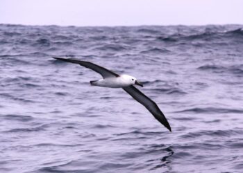 Indian Yellow-nosed Albatross (Thalassarche carteri) off the coast of South Africa.