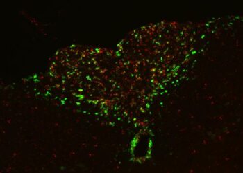 Neurons activate in response to inflammatory signals