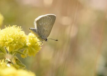 Satyrium curiosolus