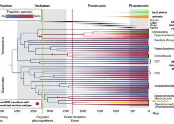 Bacterial evolution and oxygen adaptation: A timeline built from genomic, fossil, and geochemical data