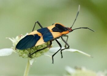 Large Milkweed Bug Oncopeltus fasciatus
