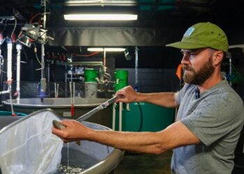 Minnesota Sea Grant Yellow Perch Aquaculture Project