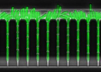 Timlelapse of cyanobacteria in a Green Mother Machine
