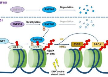 New Study Reveals Mechanism of SUMOylation in Regulating DNA Damage Repair and Radiotherapy Sensitivity