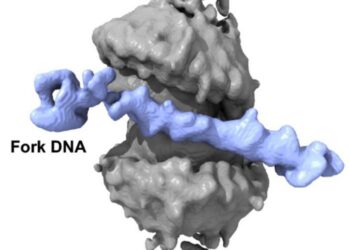 3D reconstitution of the structure of RAD52 protein - DNA complex (protein is shown in grey and DNA is in purple)