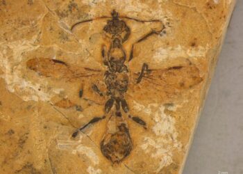 Hell ant fossil