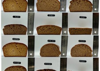 Pearl millet bread models