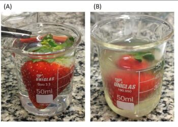Edible biofilm based on pomegranate peel extract extends the shelf life of strawberries