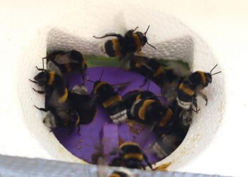 Bumblebees