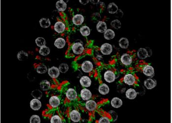 Hepatocyte organoid (Image)