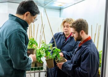 Jun Yu, Maria E. Eriksson and Bertold Mariën inspecting young trees in UPSC.