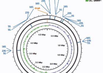 CycloneSEQ™ comparison of complete genomes and short-read assemblies