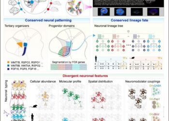 Principles of Hypothalamic Development and Evolution Across Species