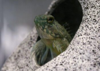 Features uncovered on fins of sculpins