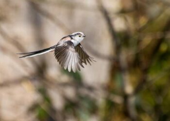 Long tailed tit