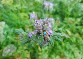 Simulations predict how pesticides may affect honeybee colonies