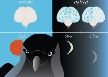 Drawing of a jackdaw and different brains