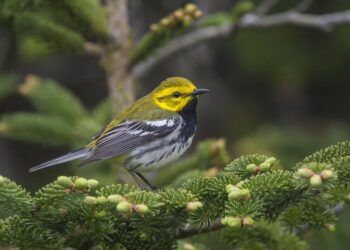 black-throated green warbler