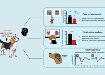 Autism-associated Shank3 mutant Beagle dogs show altered face preference and face processing deficits recapitulating that in autistic people