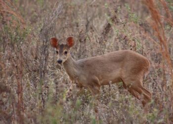 Human pressure most affecting Atlantic Rainforest deer density, study finds
