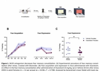 Nk3R antagonism decreases fear memory consolidation.
