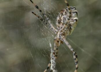 Arthropod