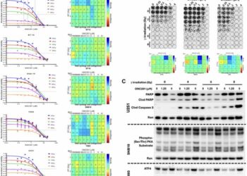 Imipridones ONC201/ONC206 + RT/TMZ triple (IRT) therapy reduces intracranial tumor burden, prolongs survival in orthotopic IDH-WT GBM mouse model, and suppresses MGMT