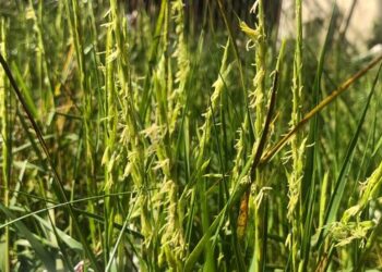 Rice studied in the study.