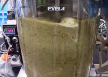 Fermentative hydrogen production by Vibrionaceae