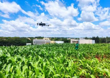 Method uses drone and low-cost camera to select drought-tolerant plants