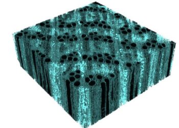 MicroCT Wood Cell Wall