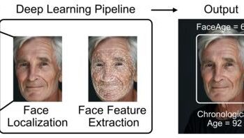 Graphical representation of FaceAge