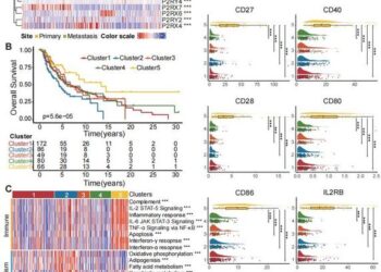 Adenosine Phosphate Signaling Subtypes in Melanoma TME