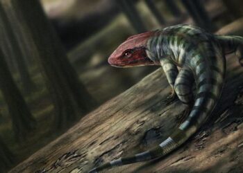 Reptile