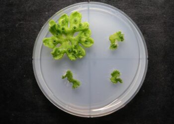 250525-Fukaki-RLF-Liverwort