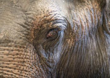 Close-up of the face of an Asian elephant