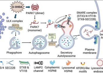 Proposed model of 6-OHDA-induced autophagy-based unconventional PARK7 secretion.
