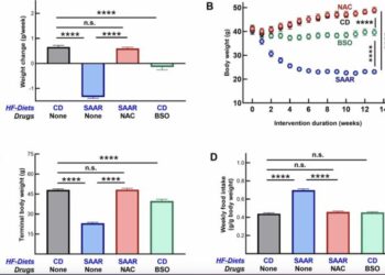 Pharmacological recapitulation of the lean phenotype induced by the lifespan-extending sulfur amino acid-restricted diet