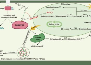 The interaction mechanism between CGMMV infection and the remodeling of plant photosynthesis