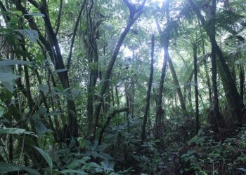 Tropical forest