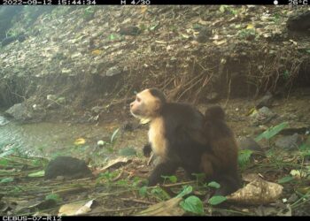 Capuchin monkey carrying baby howler monkey