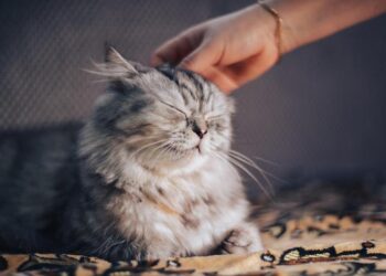Behavioral responses of domestic cats to human odor