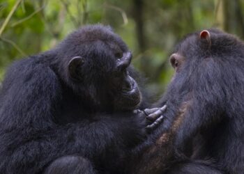Social grooming between two chimpanzees in the Budongo Forest