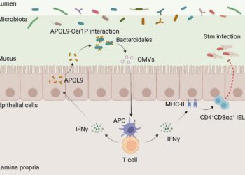 The proposed model for the novel apolipoprotein APOL9 that enhances mucosal immunity by activating the IFN-γ-MHC-II pathway through induction of OMVs release in Bacteroidales